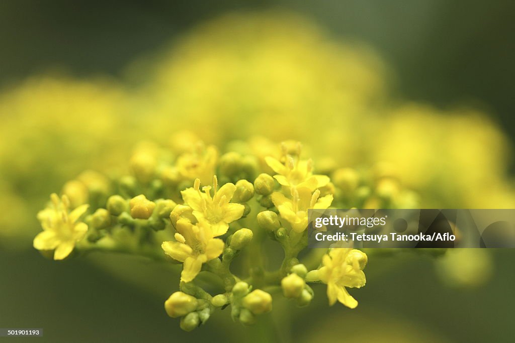 Golden Lace