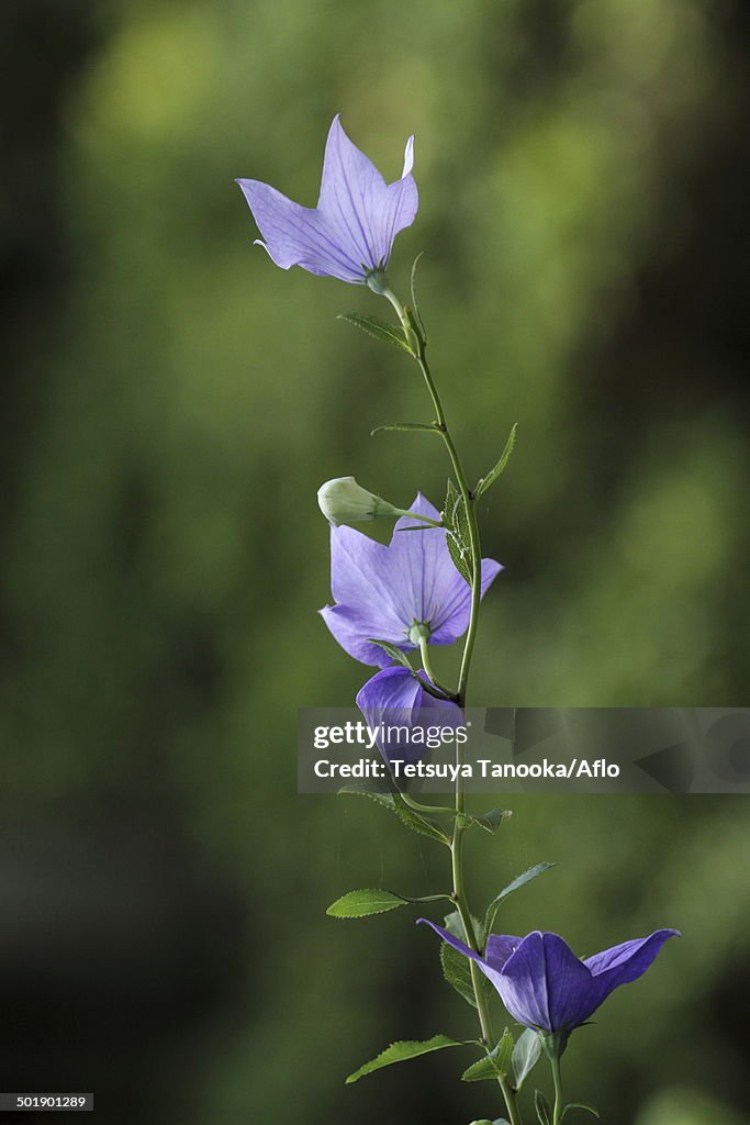 Japanese Bellflower