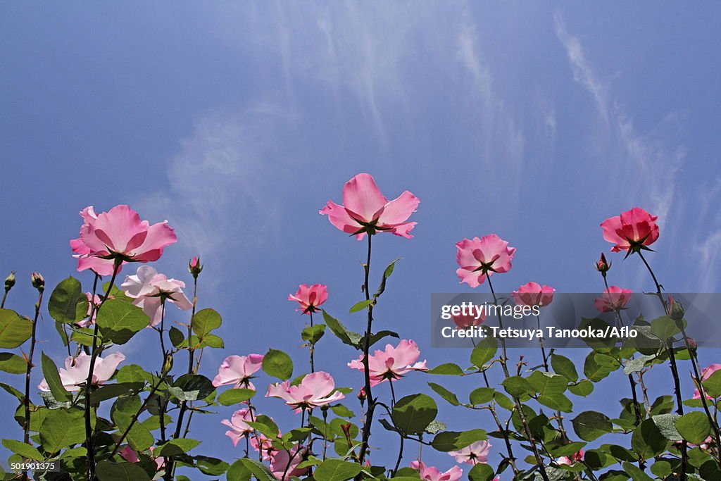 Rose flowers and sky