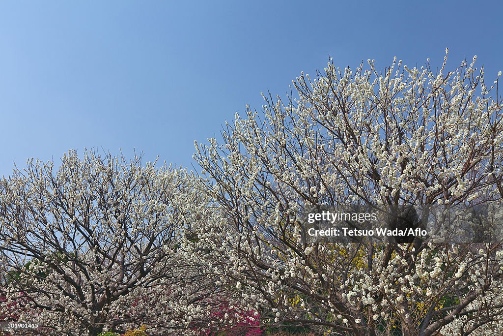Plum blossoms and sky