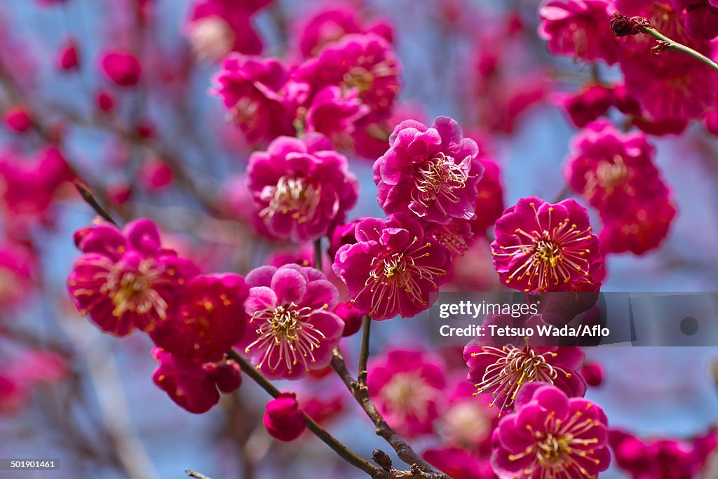 Plum blossoms