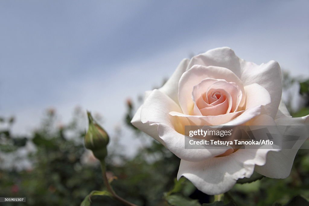 Rose flower and sky