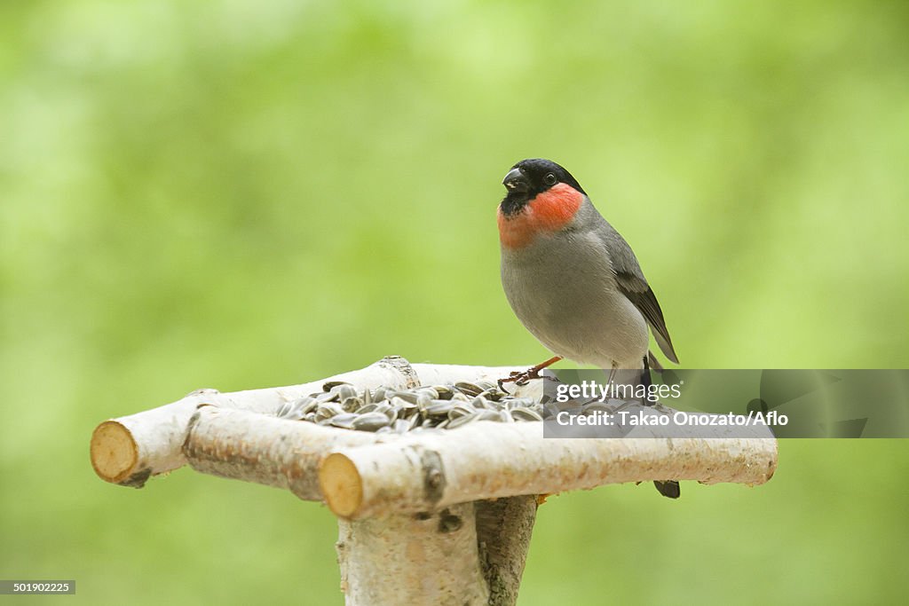 Bird and green background