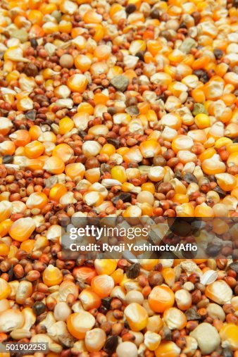 Corn Corn