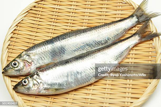 pacific herring - pacific herring stock pictures, royalty-free photos & images