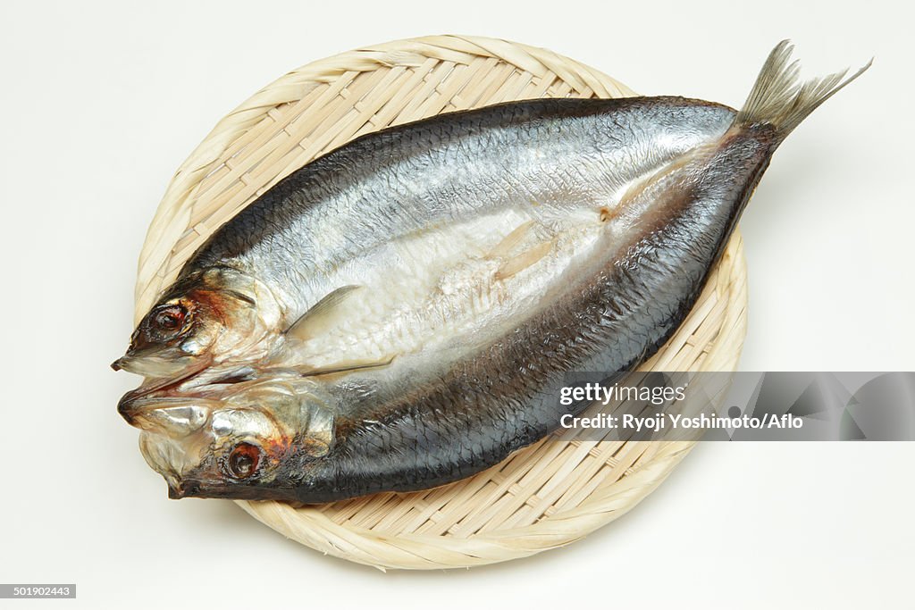 Pacific Herring