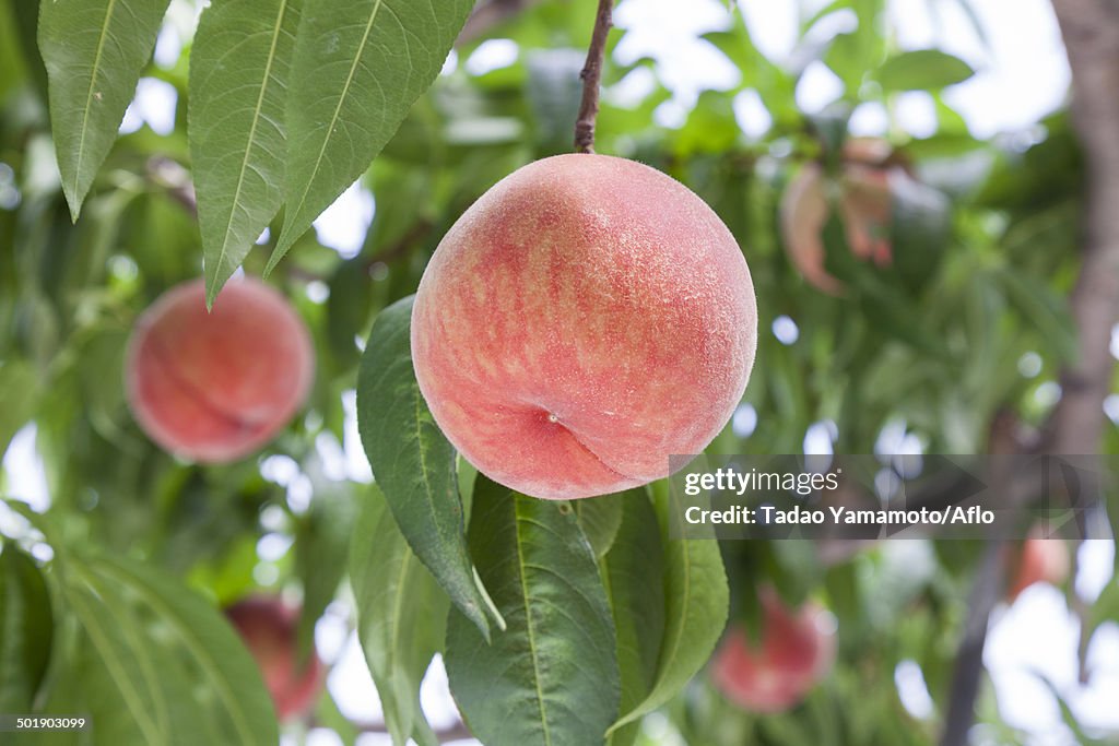 Peaches