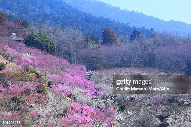 plum forest - mito stock-fotos und bilder