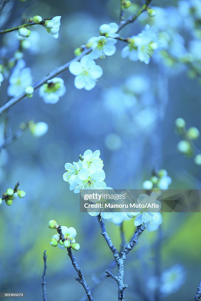 Plum blossoms