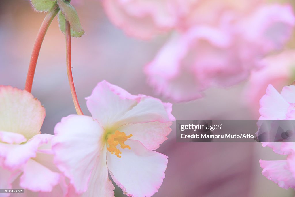 Begonia