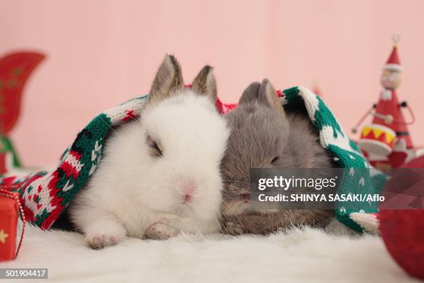 Happy Rabbit Stick Rabbit Stick Photos and Premium High Res Pictures - Getty Images