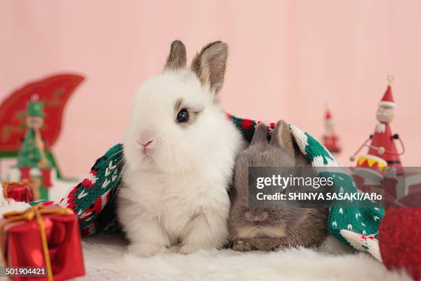 Happy Rabbit Stick 141 Rabbit Stick Stock Photos, High-Res Pictures, and Images - Getty Images
