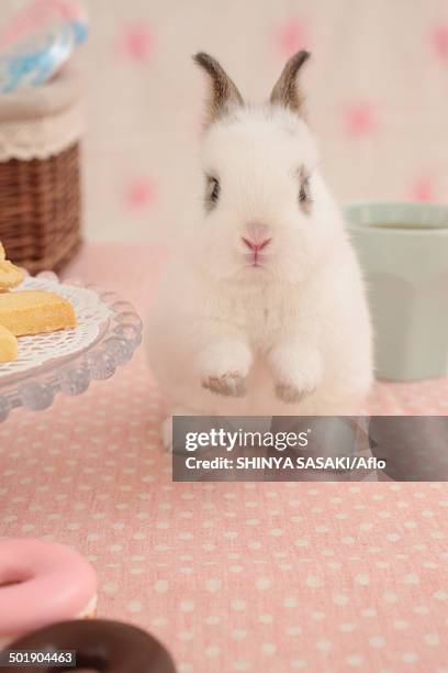 mini rabbit - animal leg stock pictures, royalty-free photos & images