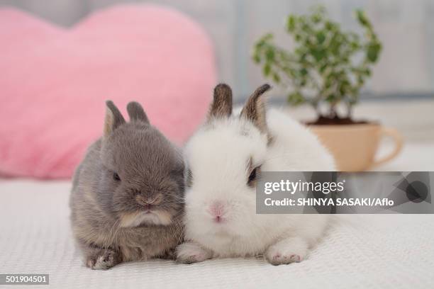 141 Rabbit Stick Stock Photos, High-Res Pictures, and Images - Getty Images