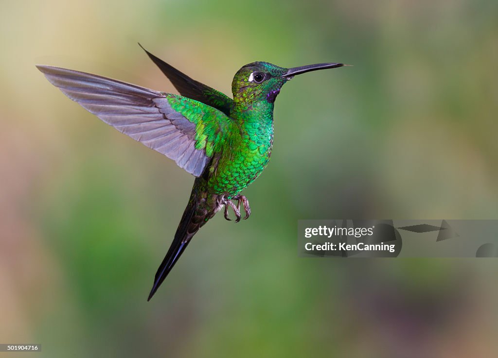 Kolibri, Green-crowned Brilliant