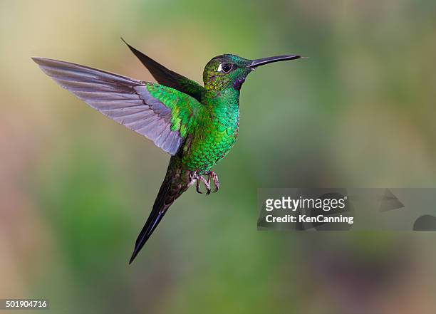 kolibri, green-crowned brilliant - hummingbirds stock-fotos und bilder