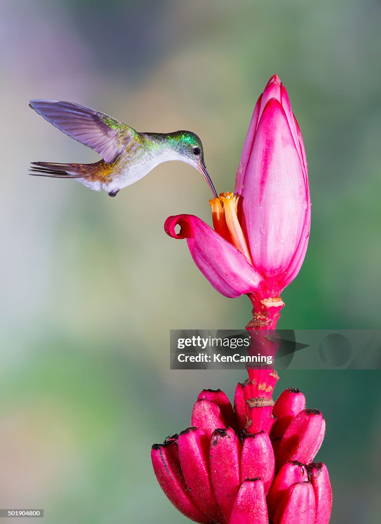 Emerald Hummingbird, Anden