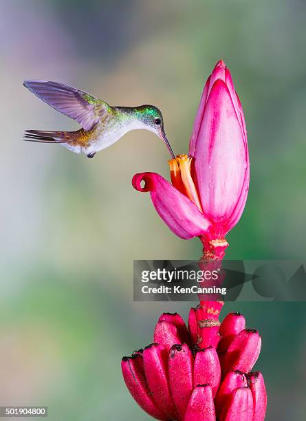 emerald hummingbird, anden - hummingbirds stock-fotos und bilder