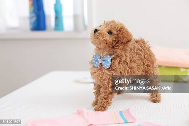 poodle - dog stretching stock pictures, royalty-free photos & images