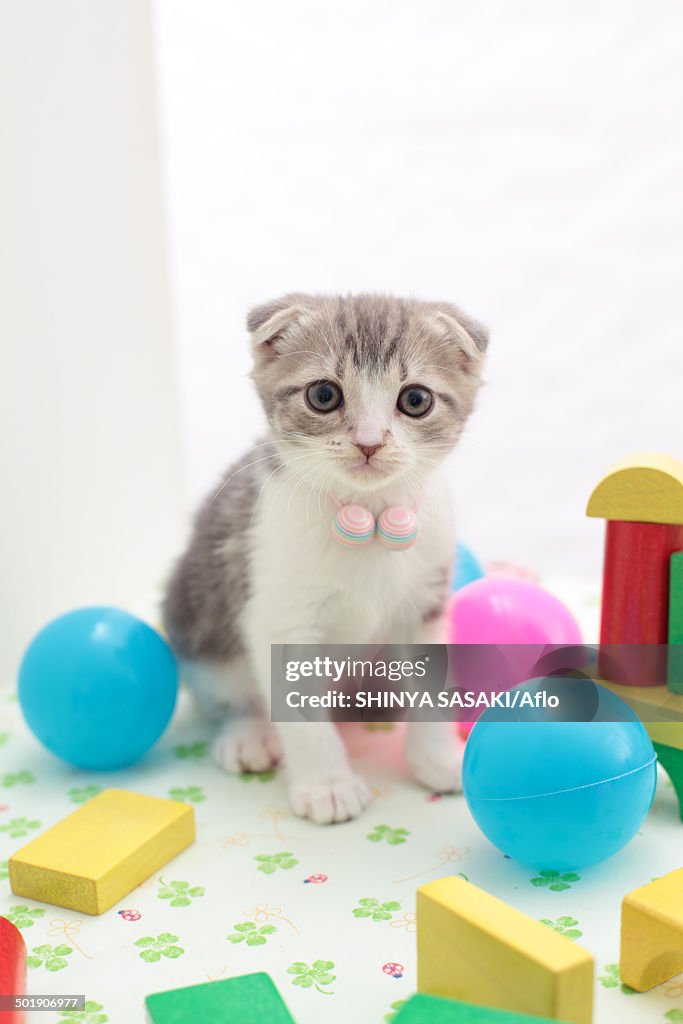 Scottish Fold