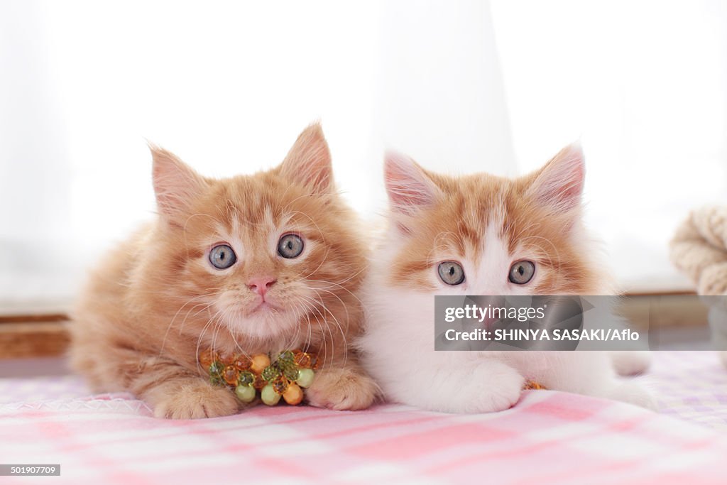 Kittens