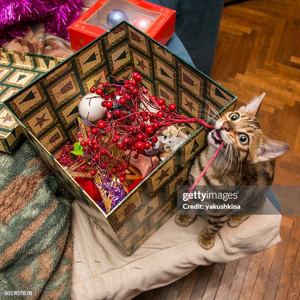 Charming bengal christmas cat