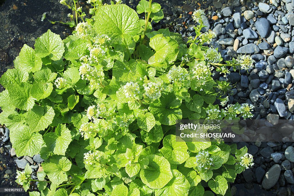 Wasabi Field