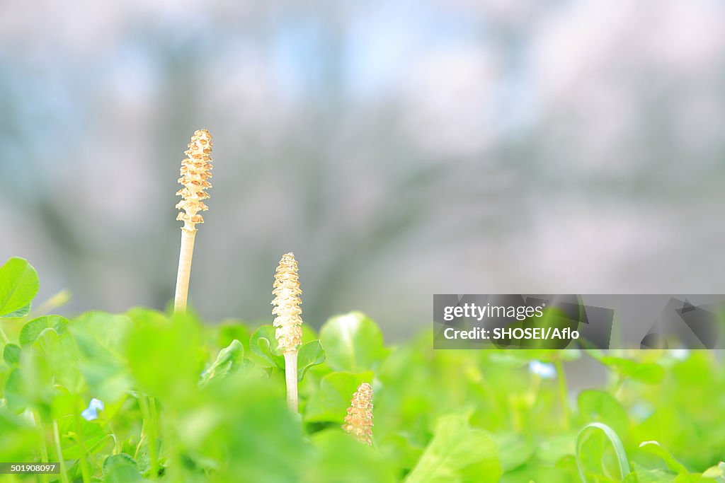 Horsetail