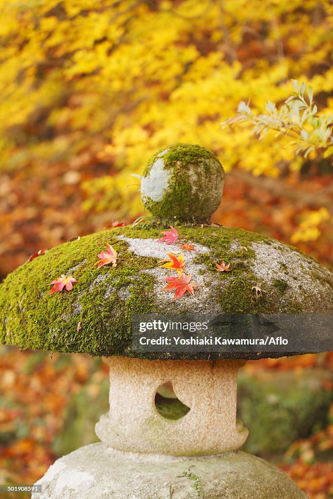 Maple leaves and stone Lantern