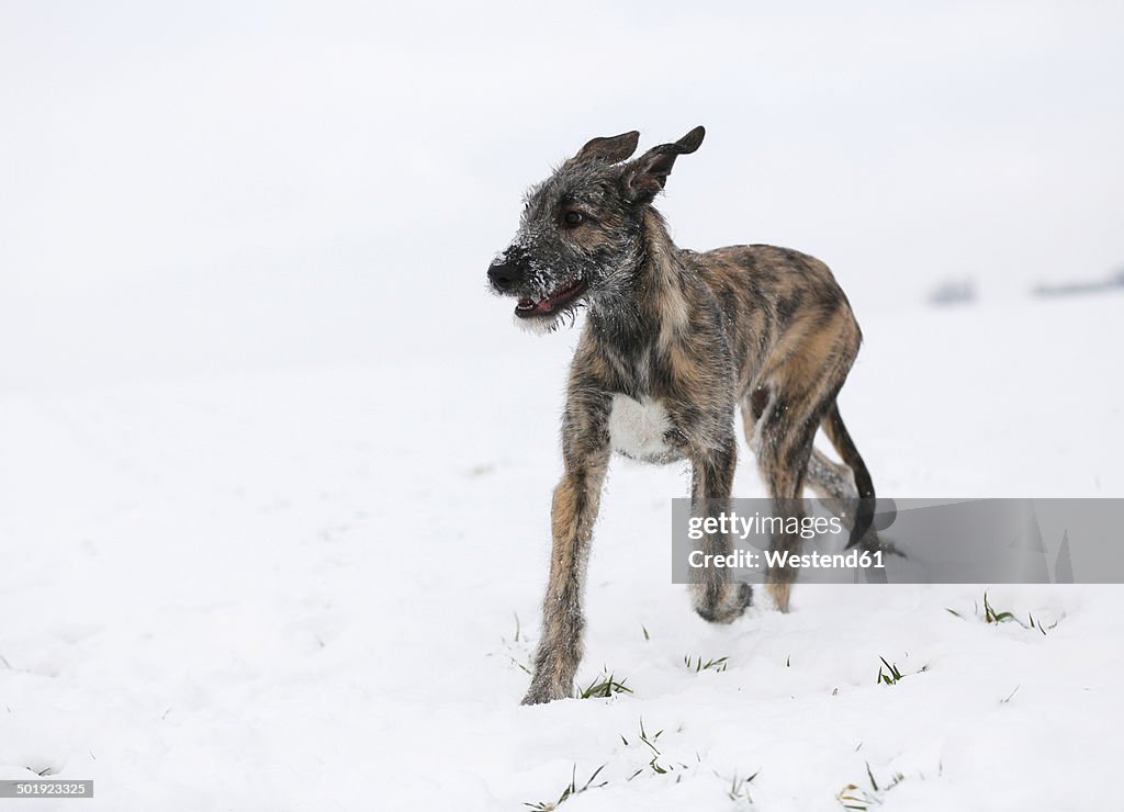 Irish Wolfhound puppy on snow-covered meadow