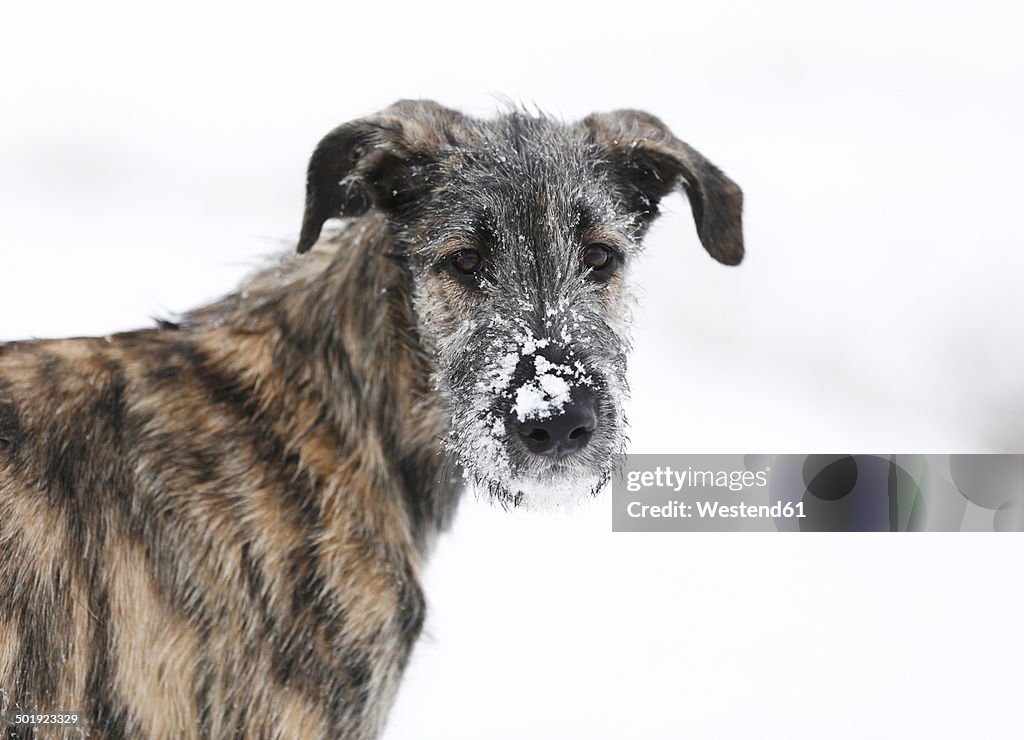 Portrait of Irish Wolfhound puppy with snow on snout