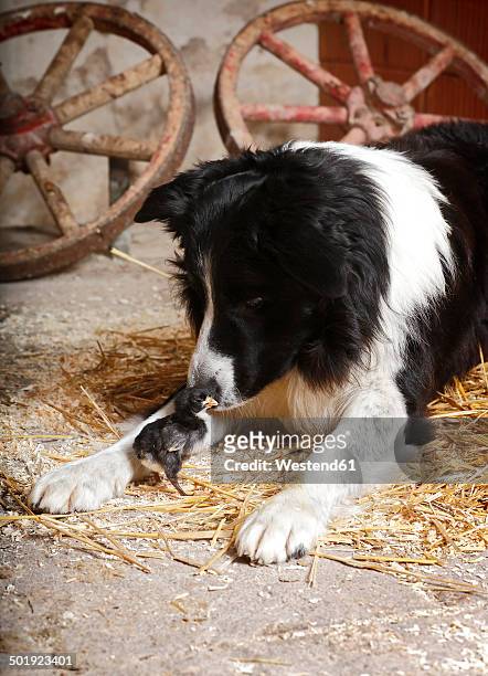 border collie sniffing at baby chicken - straw dogs stock pictures, royalty-free photos & images