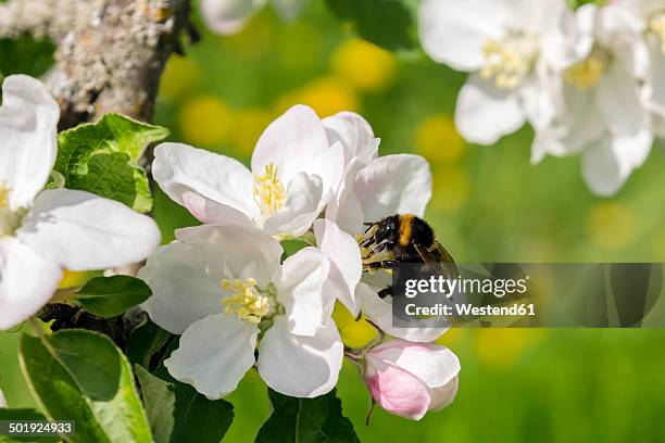 germany, hesse, kronberg, bumblebee at white blossom of apple tree - apfelbaum blüte stock-fotos und bilder