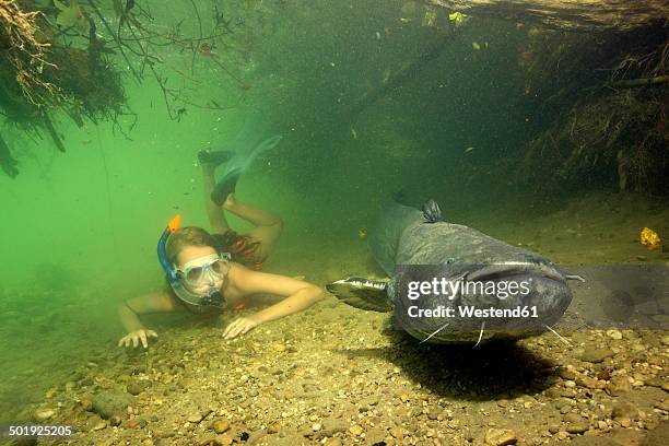 germany, bavaria, girl diving with wels catfish, silurus glandis, in river alz - meerval stockfoto's en -beelden