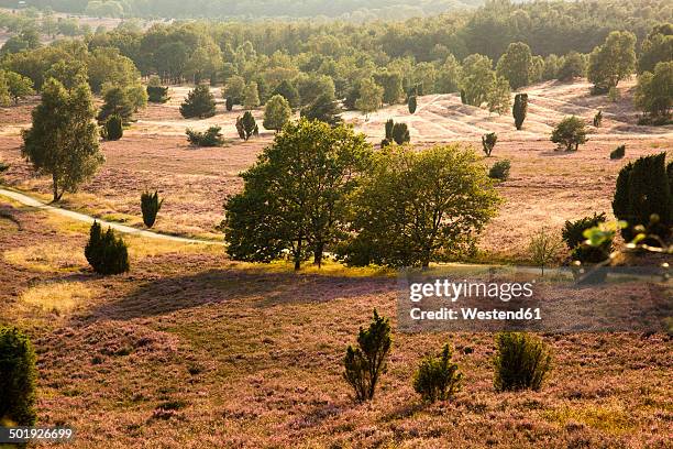 germany, lower saxony, lueneburg heath - luneburger heath stock pictures, royalty-free photos & images