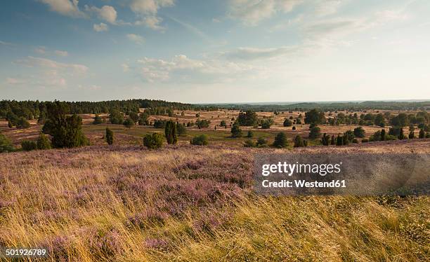 germany, lower saxony, lueneburg heath - luneburger heath stock pictures, royalty-free photos & images