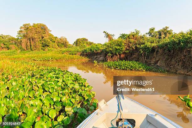 brazil, mato grosso do sul, pantanal, branch of cuiaba river - cuiaba river 個照片及圖片檔