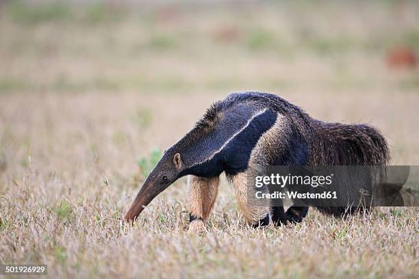 brazil, mato grosso, mato grosso do sul, pantanal, giant anteater - ameisenbär stock-fotos und bilder