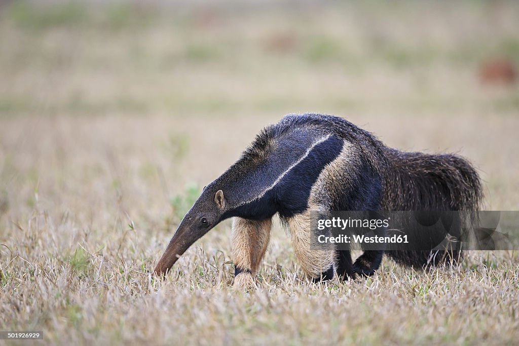 Brazil, Mato Grosso, Mato Grosso do Sul, Pantanal, giant anteater