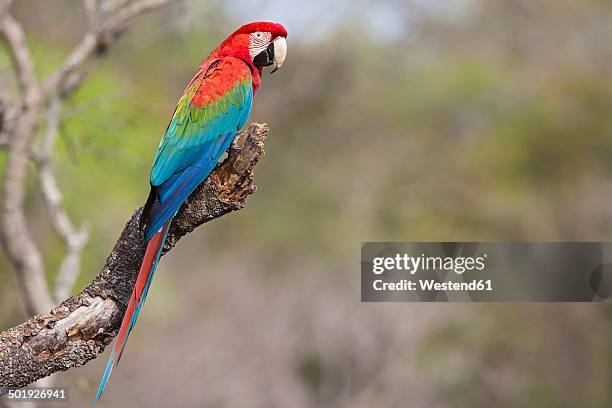 brazil, mato grosso, mato grosso do sul, portrait of scarlet macaw sitting on branch - guacamayo escarlata fotografías e imágenes de stock