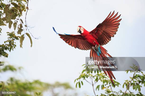 brazil, mato grosso, mato grosso do sul, bonito, buraco of araras, flying scarlet macaw - scarlet macaw stock-fotos und bilder
