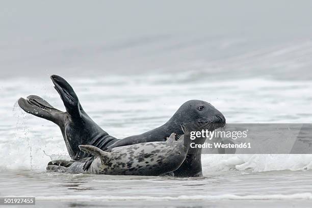 germany, schleswig-holstein, helgoland, grey seal, halichoerus grypus, and grey seal pup lying at beach - kegelrobbe stock-fotos und bilder
