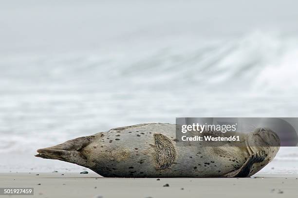 germany, schleswig-holstein, helgoland, grey seal, halichoerus grypus, lying at beach - kegelrobbe stock-fotos und bilder