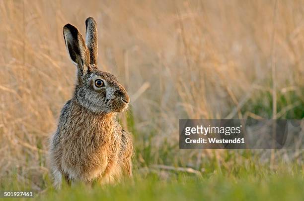germany, schleswig-holstein, hare, leporidae - hare foto e immagini stock