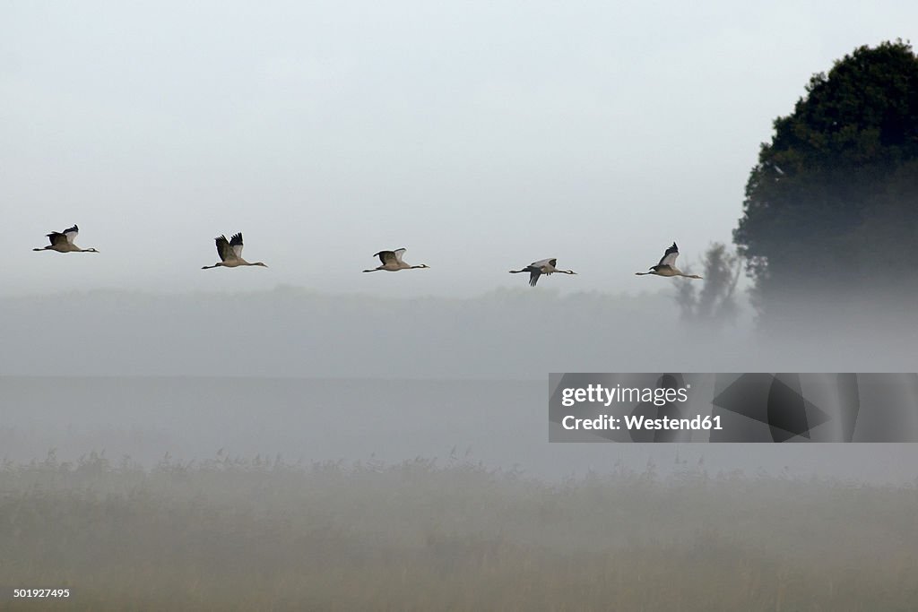 Germany, Mecklenburg-Western Pomerania, Common cranes, Grus grus, flying