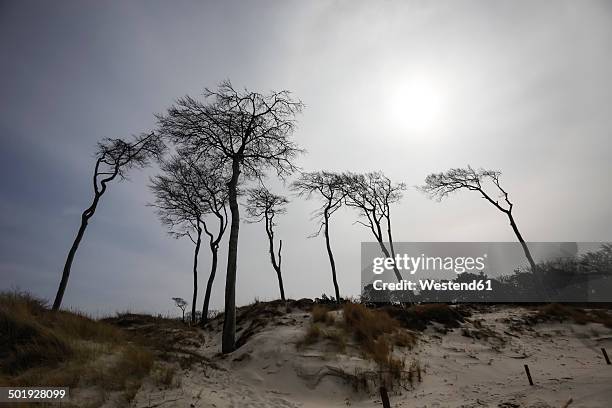 germany, mecklenburg-western pomerania, fischland-darss-zingst, west beach, trees - fischland darss zingst stock pictures, royalty-free photos & images