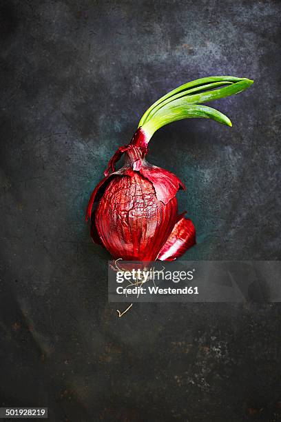 red onion on black ground, elevated view - red onion stock pictures, royalty-free photos & images