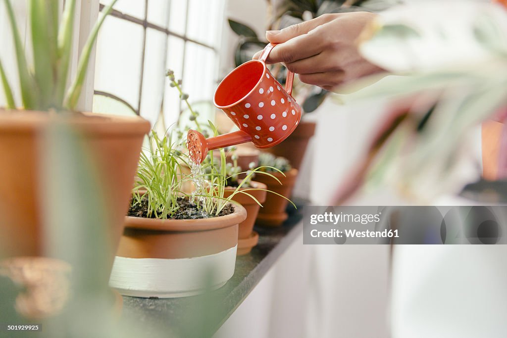 Female hand watering plant on window sill with a tiny watering can