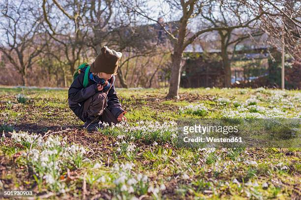 germany, mecklenburg-western pomerania, ruegen, little boy crouching on meadow with snowdrops - snowdrops stockfoto's en -beelden