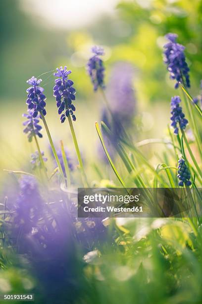 grape hyacinths - muscari armeniacum stock-fotos und bilder